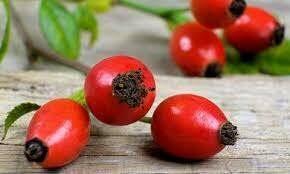 Rosa canina, Rosa selvatica - vaso 0,6 lt