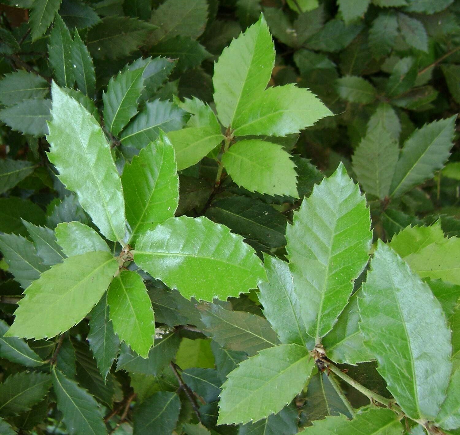 Quercus ilex, Leccio - vaso Ø18 cm astone