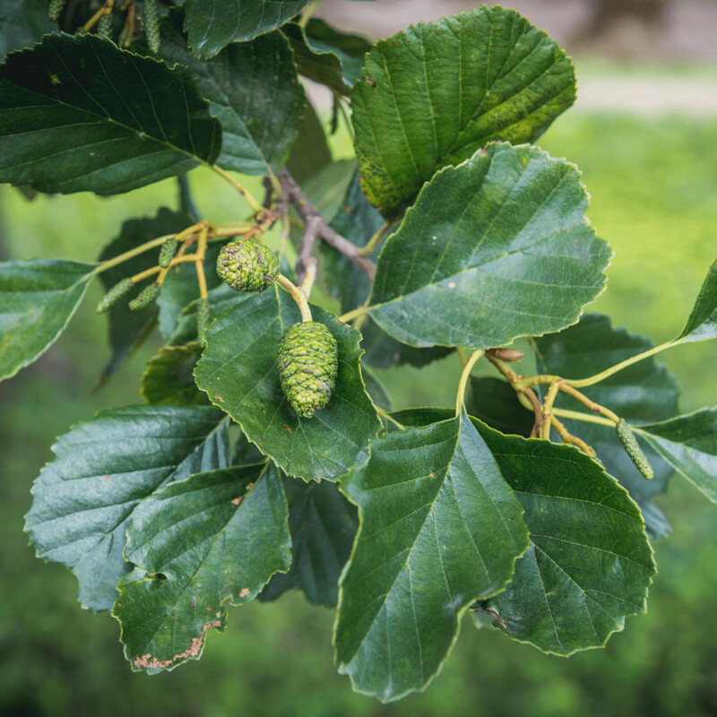 Alnus glutinosa, Ontano Nero, Ontano Comune - vaso 3 litri h 140