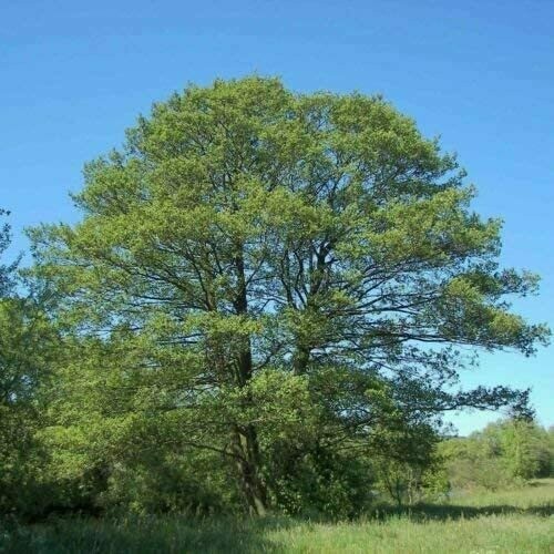 Alnus glutinosa, Ontano Nero, Ontano Comune - alveolo forestale h 80 cm