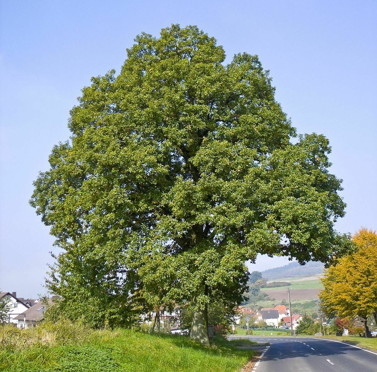TEC Quercus petraea - Rovere ( pianta in alveolo forestale h 25-60 cm)
