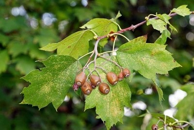 Sorbus Torminalis, Ciavardello - Sorbo Ciavardello - Mattello - Pero Zorbone  ALBERO in alveolo h 30