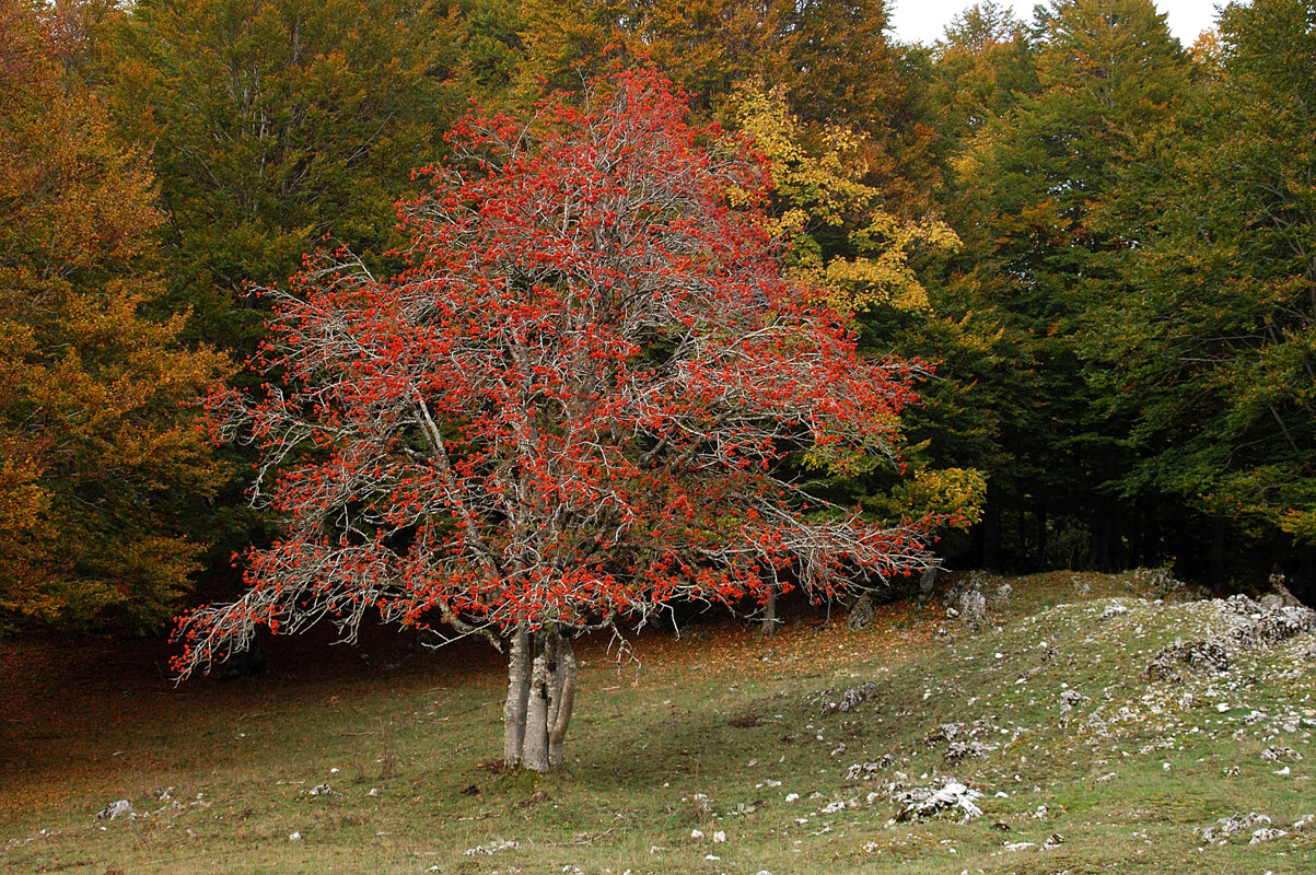 TEC- PRENOTAZIONE & RITIRO GRATUITO - ALBERO - Sorbus Aucuparia / Sorbo degli uccellatori  (pianta bassa h 40-40 cm)