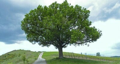 TEC Quercus pubescens / Roverella/ Quercia (ALBERO basso in alveolo h 35)