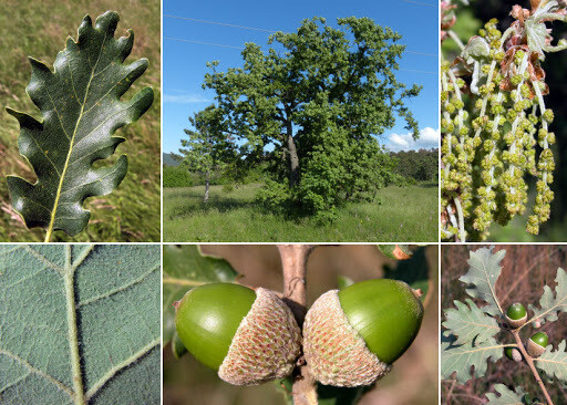 Quercus pubescens, Roverella, Quercia - vaso 2 litri