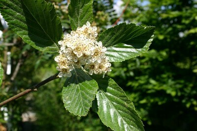 Sorbus aria, Sorbo montano/Farinaccio - alveolo forestale Sorbus aria, Sorbo montano/Farinaccio - alveolo forestale