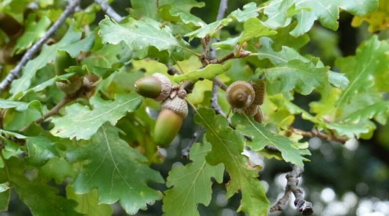 Quercus pubescens, Roverella, Quercia - vaso Ø30 cm, h 230 cm
