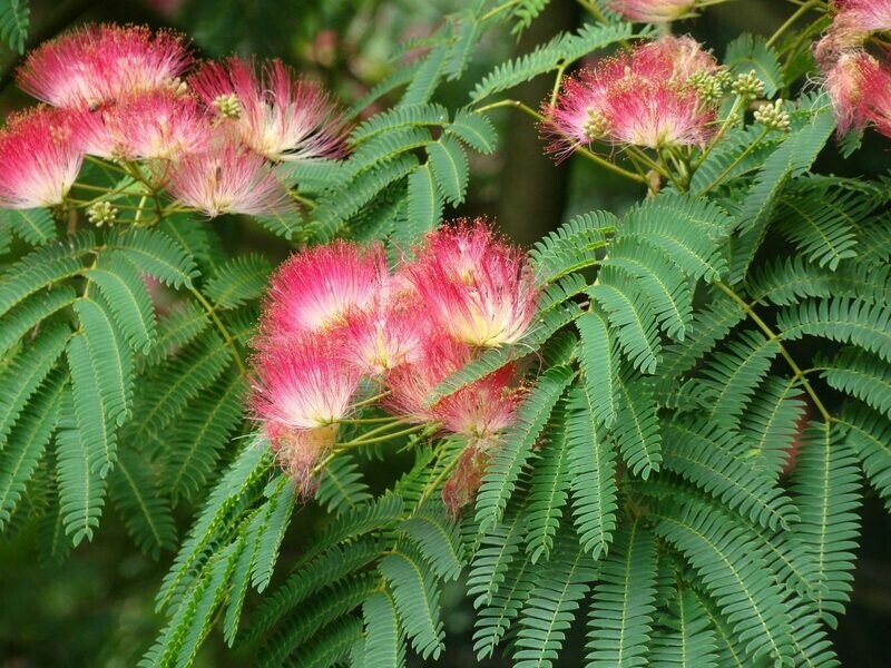 Albizia julibrissin, Acacia di Costantinopoli, Gaggia - vaso Ø18 cm h 100