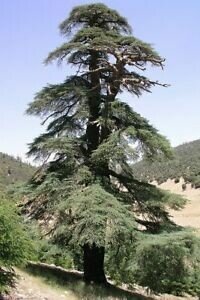 Cedrus Deodara, Cedro dell&#39;Himalaya - vaso 12x12x17 cm, H 50/60cm fuori vaso