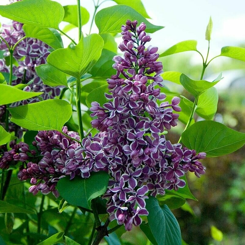 Serenella, Syringa vulgaris, Lillà comune - vaso Ø11 cm h 30-35