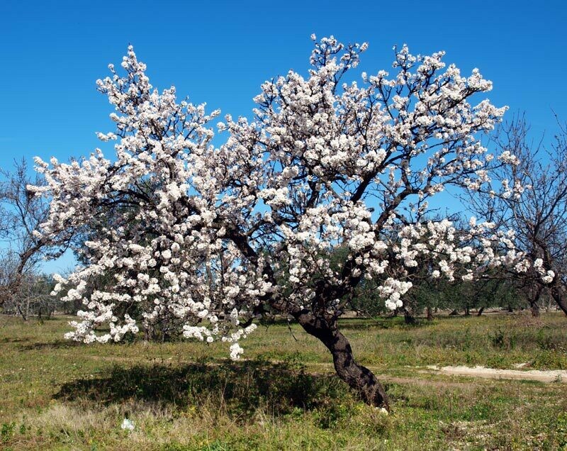 MRPF Prunus dulcis / Prunus amygdalus / Amygdalus communis / Mandorlo ALBERO IN VASO CF BASSO h 40
