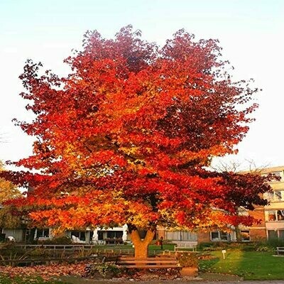 Liquidambar styraciflua, Storace americano - vaso Ø24 cm