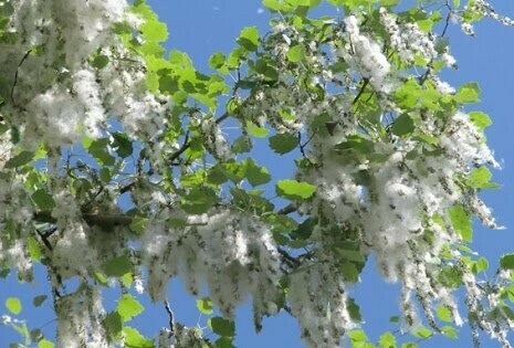 Pioppo Bianco - Albero Giovane 30 Cm In Scatola Di Legno Per Giardino