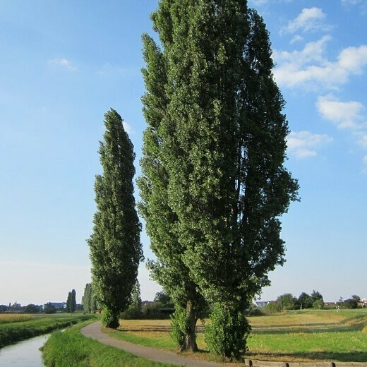 Populus nigra 'Italica', Pioppo Nero Cipressino - vaso Ø 35cm H 400/450cm