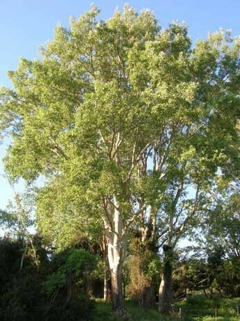 TEC Populus alba, Pioppo Bianco/Gattice/Albera (ALBERO ALTO &gt;1,5mt )