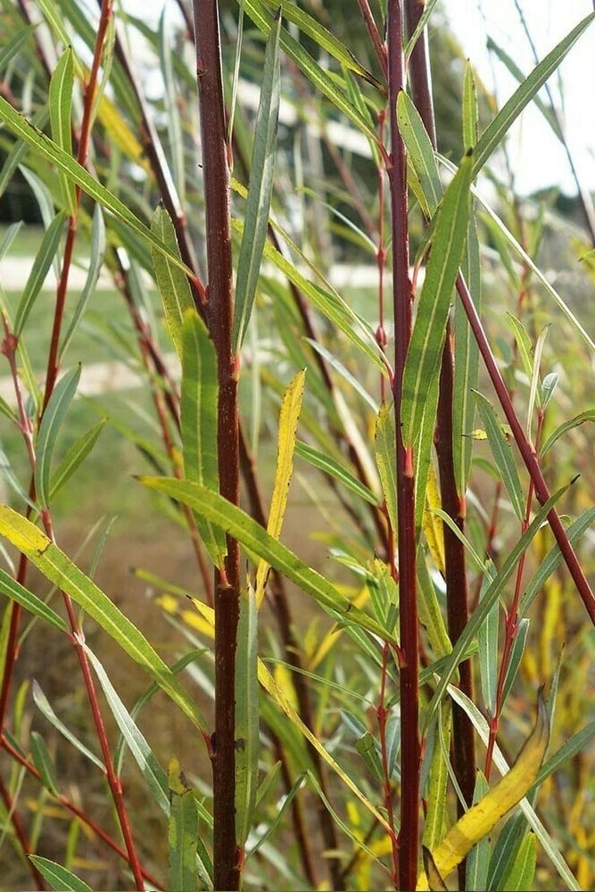 TEC-PRENOTAZIONE & RITIRO GRATUITO - ALBERO - Salix Purpurea / Salice rosso - (PIANTA BASSA In alveolo forestale h 50-60)