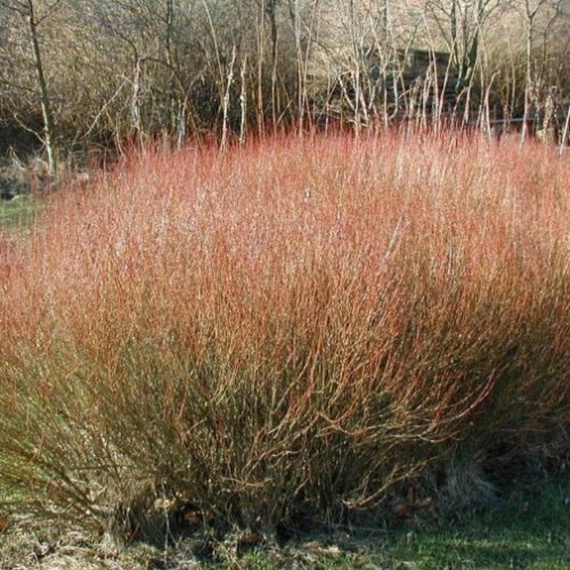 Salix Purpurea, Salice rosso - vaso Ø18 cm h 130-150