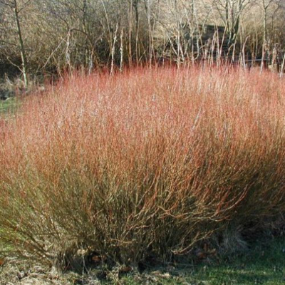 Salix Purpurea / Salice rosso - vaso 18 h 130-150