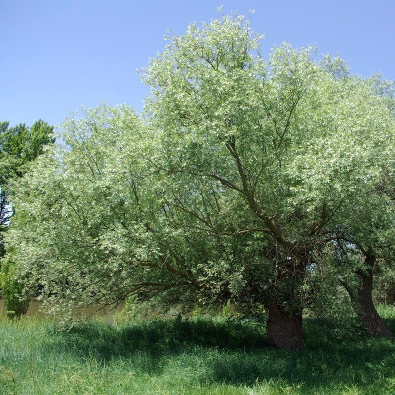 MRPF Salix Alba / Salice bianco / Salice da pertiche - ALBERO basso in alveolo MRPF Salix Alba / Salice bianco / Salice da pertiche - ALBERO basso in alveolo