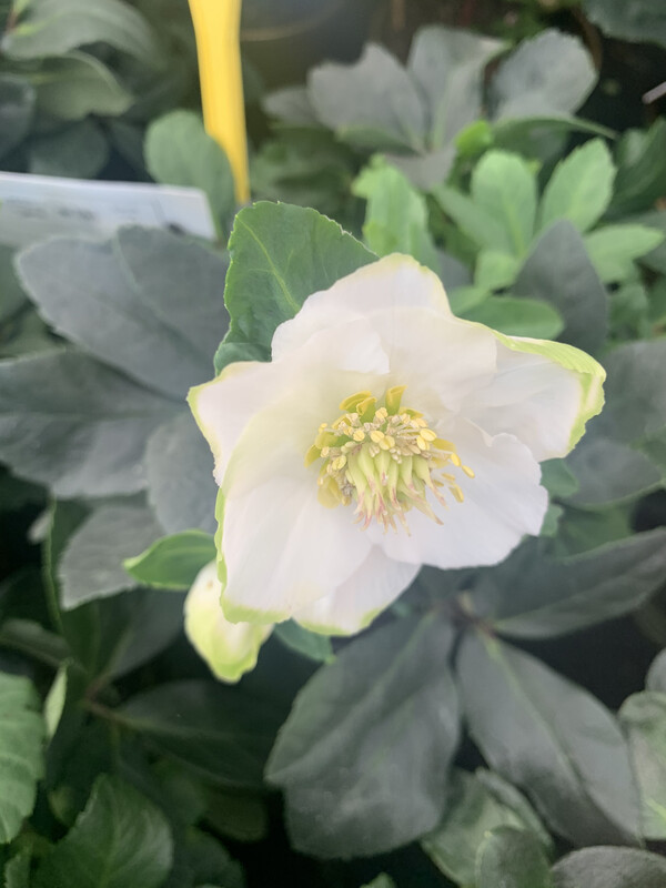 Helleborus Niger  &quot;Christmas Carol&quot;, Helleboro, Elleboro, Rosa di Natale - vaso Ø12 cm