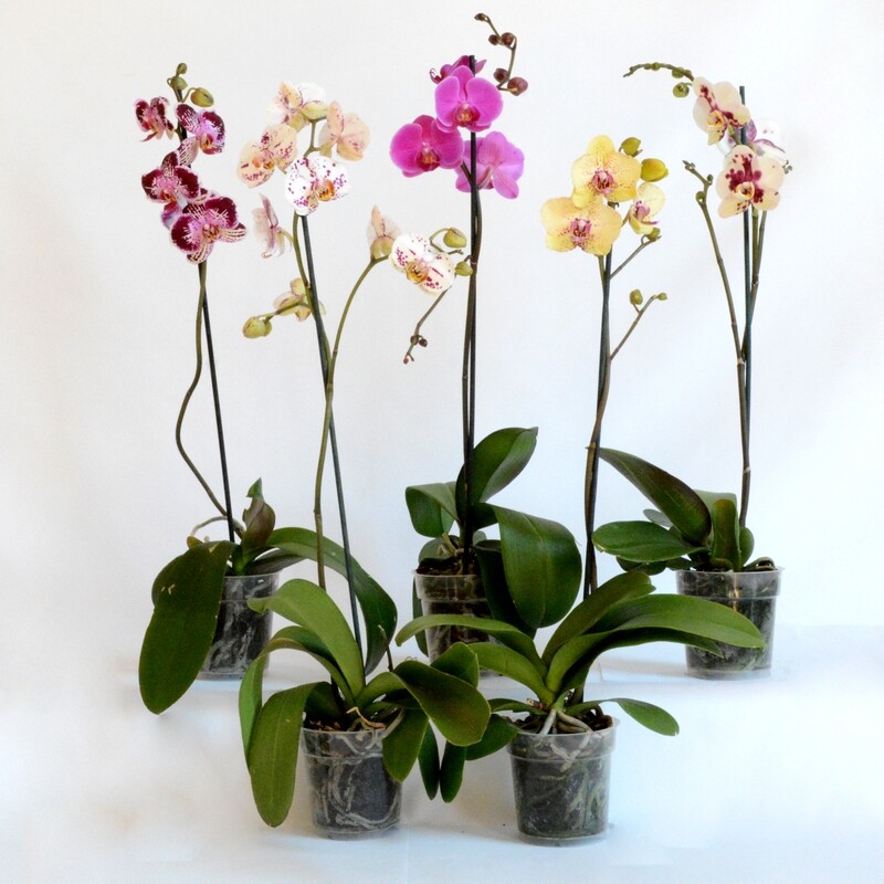 Orchidea farfalla, Phalaenopsis spp. - vaso Ø 12 cm
