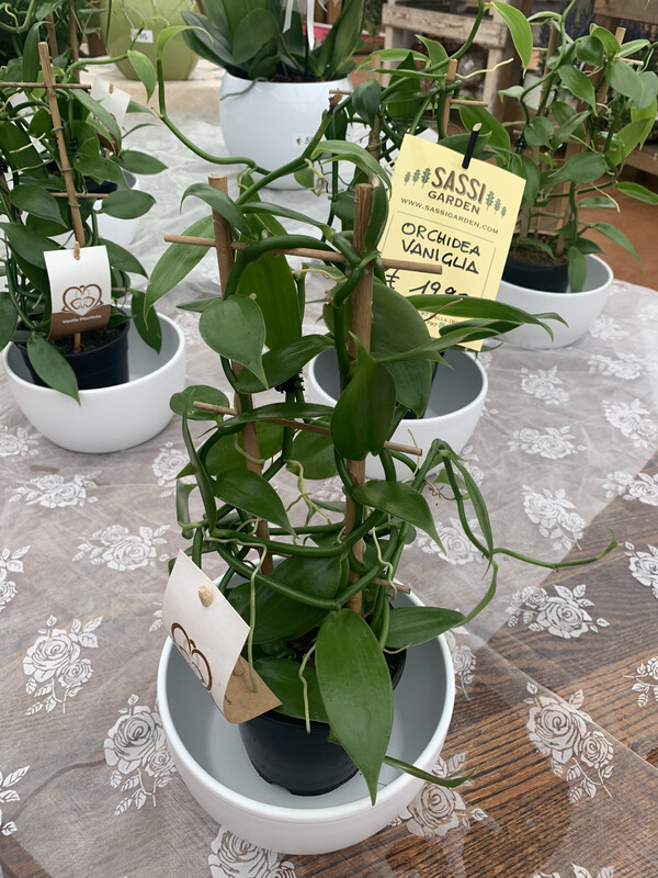 Orchidea vaniglia - Vanilla planifolia - vaso 12