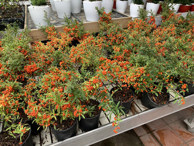 Pyracantha coccinea &#39; Navaho &#39; - Pyracantha Nano - vaso Ø16 cm