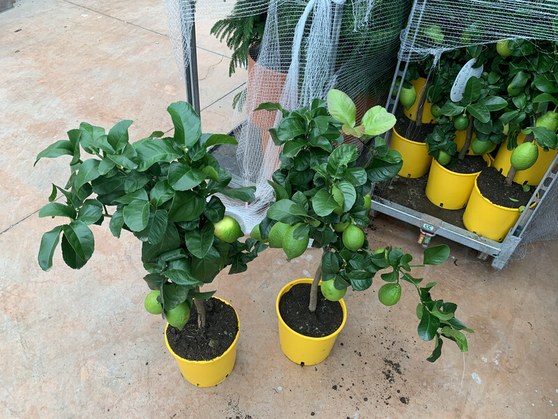Limone, Citrus Limon - vaso Ø21 cm