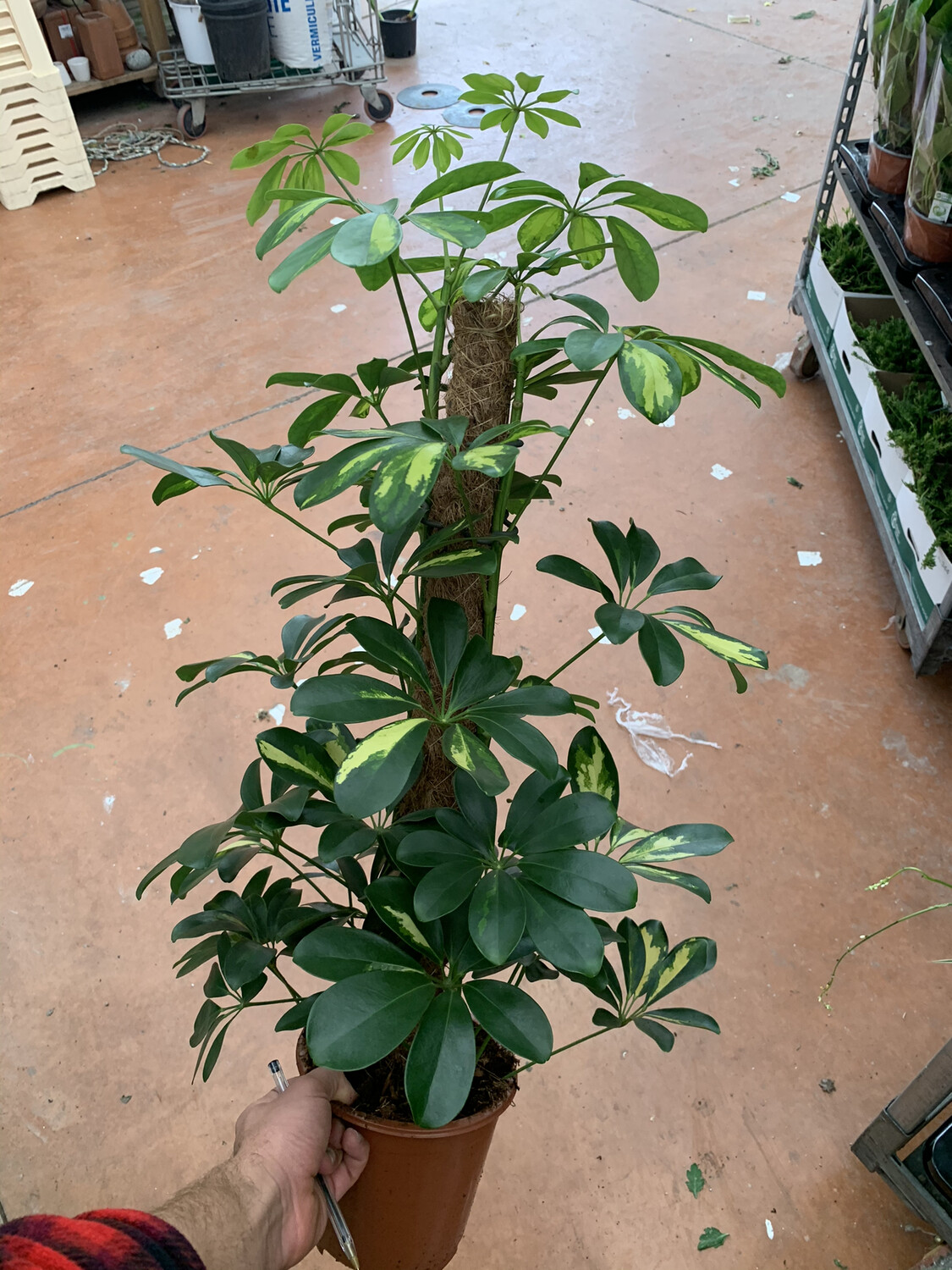 Schefflera arboricola variegata v18