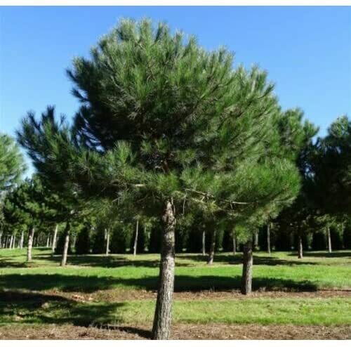 Pinus pinea - Pino Domestico/Pino da pinoli - vaso Ø 17cm