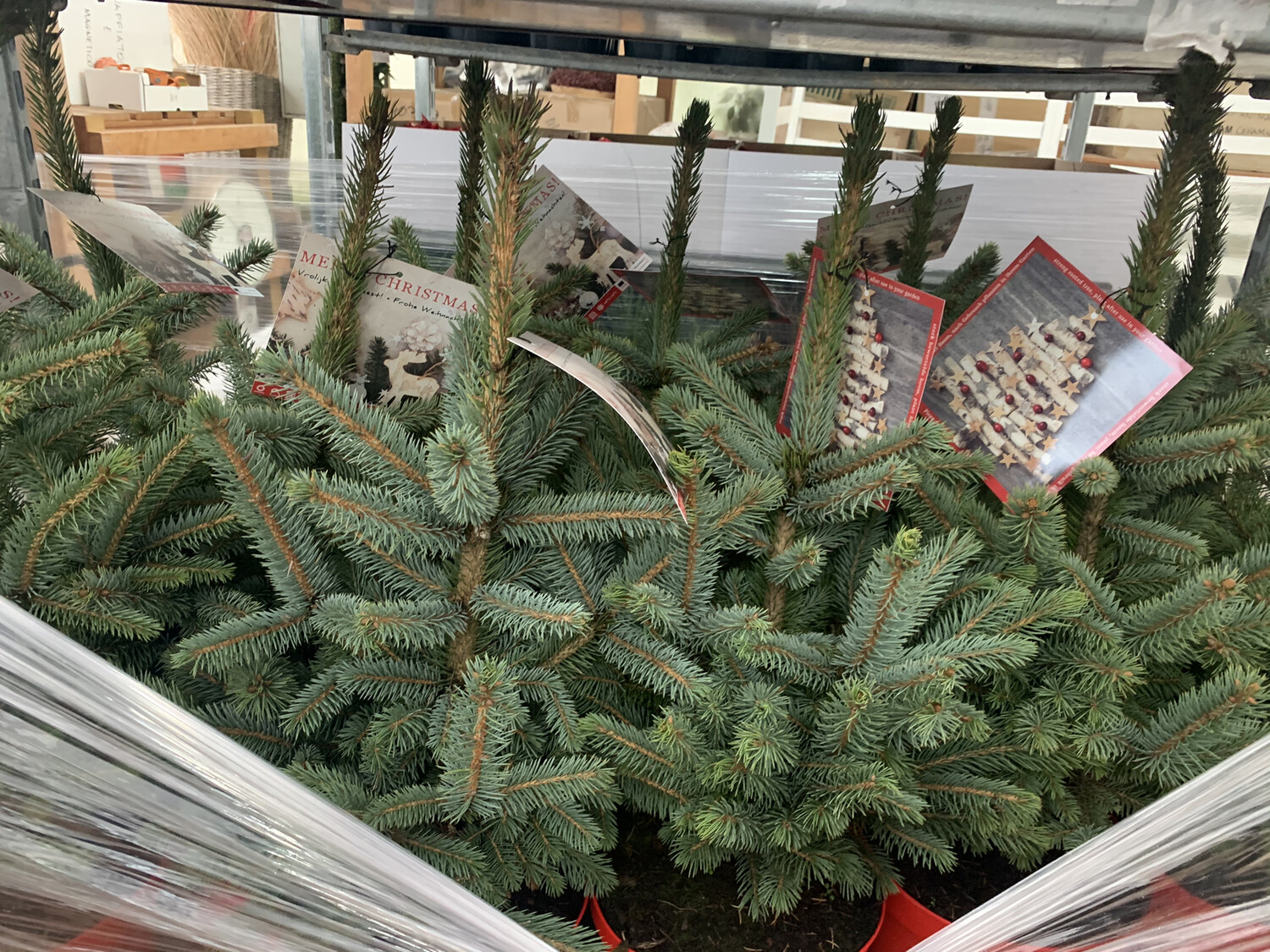 Abete Blu, Picea pungens &#39;Super Blue&#39;, Pino Argentato, Abete azzurro - vaso Ø21 cm