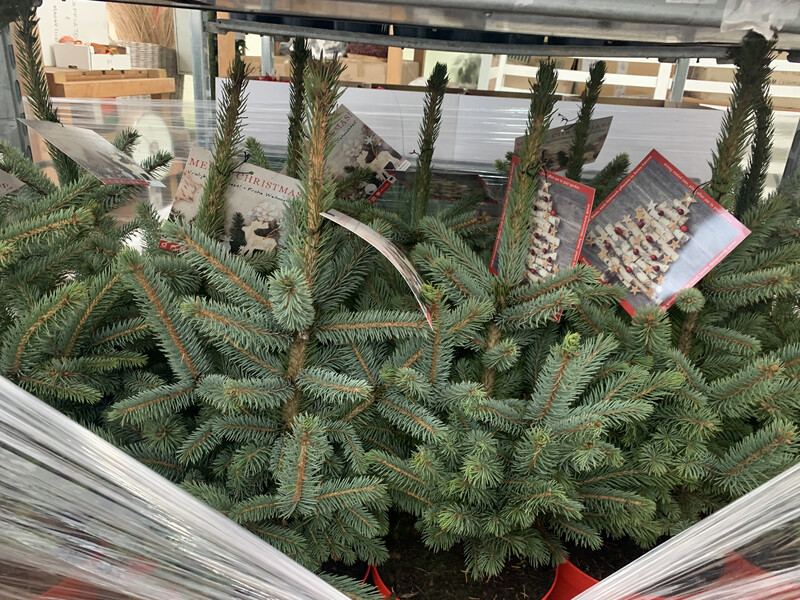 Abete Blu, Picea pungens &#39;Super Blue&#39;, Pino Argentato, Abete azzurro - vaso Ø21 cm