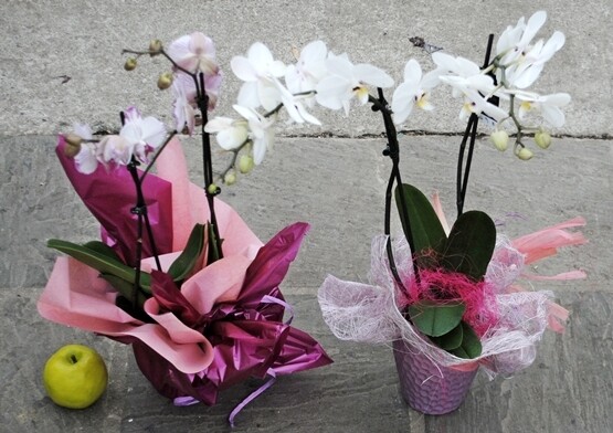 ORCHIDEA GRANDE CON VASO - CONFEZ. REGALO