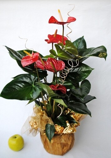 Anthurium  Confezione Regalo - vaso Ø17 cm