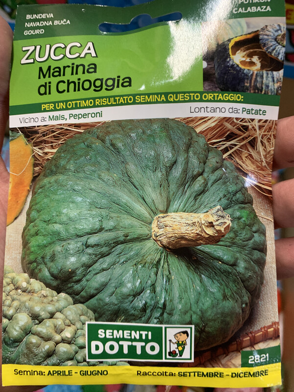 Cucurbita maxima, Zucca Marina di Chioggia - Busta semi