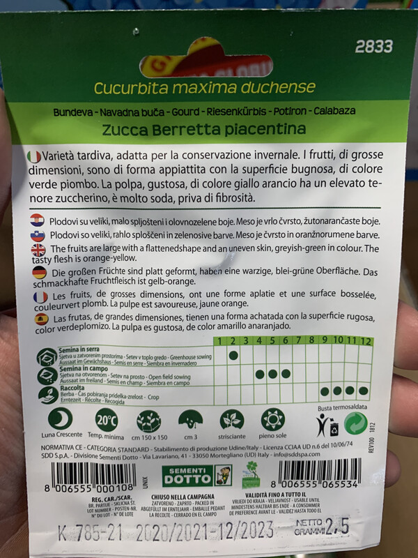 Cucurbita pepo, Zucca Berretta Piacentina - Busta semi