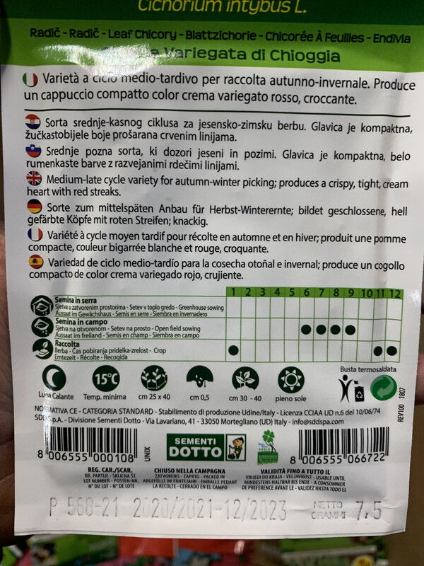 Cicoria Variegata di Chioggia - Busta semi