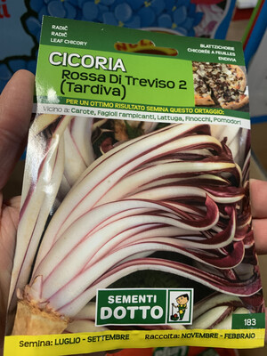 Radicchio cicoria rosso di treviso trevigiano BUSTA SEMI