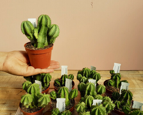 Euphorbia Fruticosa - vaso  cm 8,5
