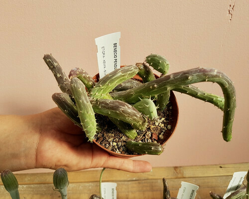Senecio pendulus - vaso Ø10,5 cm