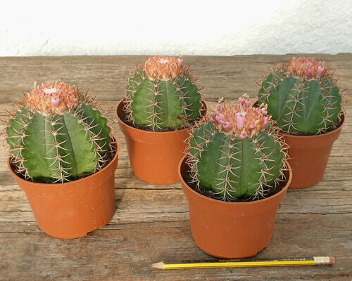 Melocactus matanzanus -  vaso cm 10,5
