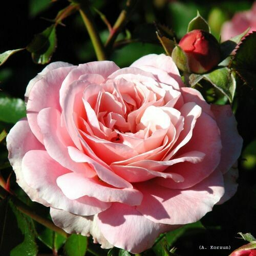 Rosa Rose - Paesaggistiche - Meilland Botticelli® - Vaso 1,5 litri