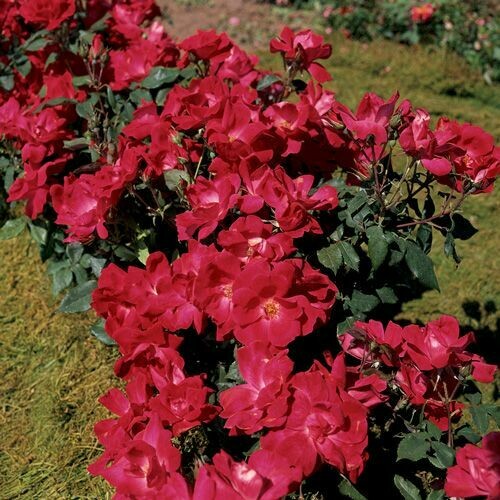 Rosa Rose, Paesaggistiche, Meilland Knock Out® - Vaso 3 litri