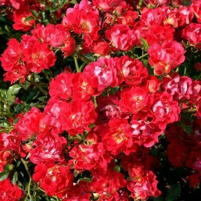 Rosa Rose - Paesaggistiche - Meilland Red Drift® - Vaso 1,5 litri