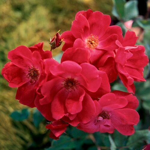 Rosa Rose, Paesaggistiche, Meilland Knock Out® - Vaso 2 litri