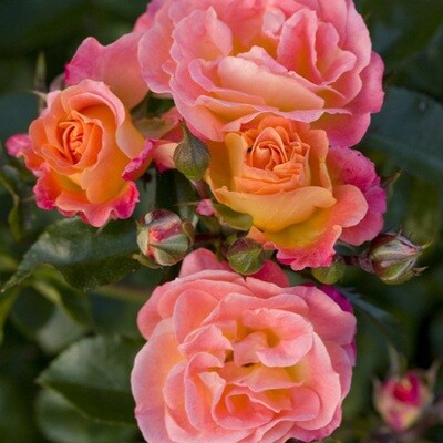 Rosa Rose - Paesaggistiche - Meilland Peach Drift® - Vaso 1,5 litri