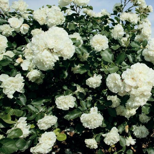Rosa Rose - Paesaggistiche - Meilland White Meidiland® - Vaso 18
