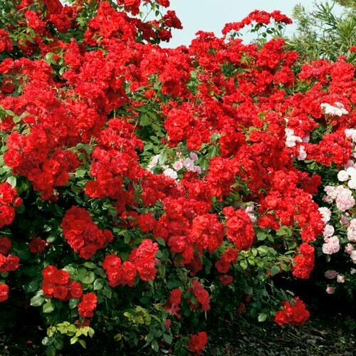 Rosa Rose - Paesaggistiche - Meilland La Sevillana® - Vaso 18