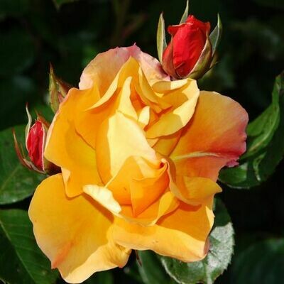 Rosa Rose - Paesaggistiche - Meilland Tequila® - Vaso 18