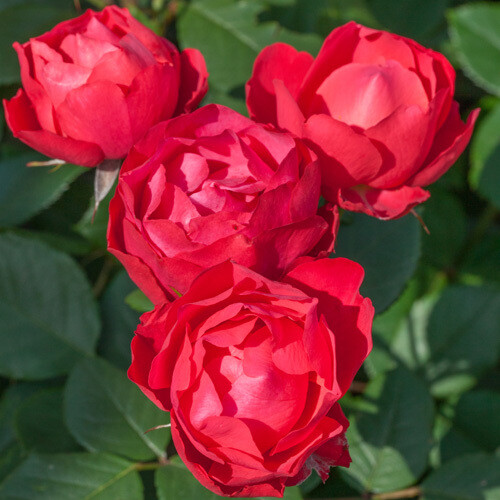Rosa Paesaggistica, Rose Paesaggistiche Meilland Cherry Bonica® - vaso 3 litri